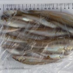 苅屋海岸のキス釣り