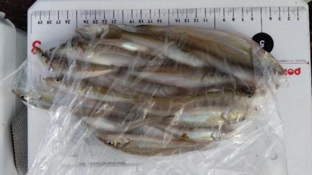 苅屋海岸のキス釣り