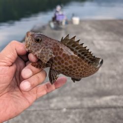 陸っぱり釣行記