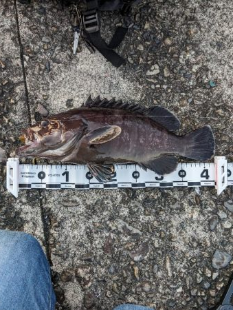 陸っぱり釣行記