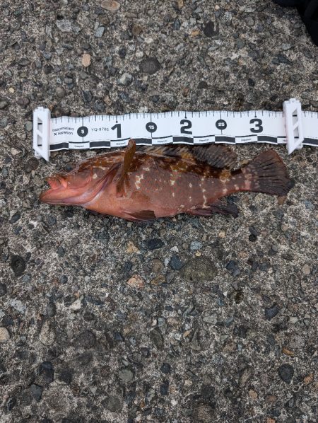 陸っぱり釣行記