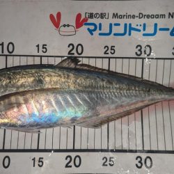 ギガアジ混じりで入れ食い