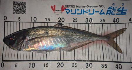 ギガアジ混じりで入れ食い