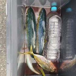 ｼﾞｸﾞｱｼﾞ