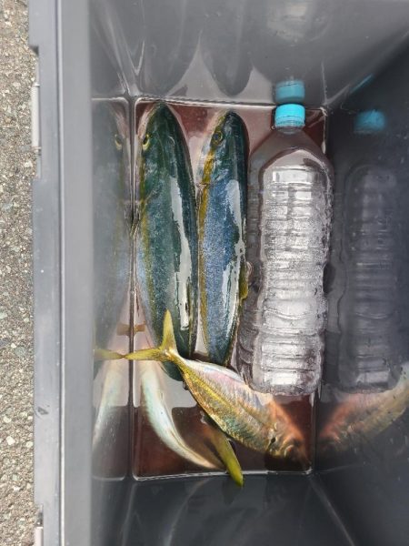 ｼﾞｸﾞｱｼﾞ