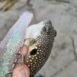 日が暮れてヒラセイゴ釣れる。