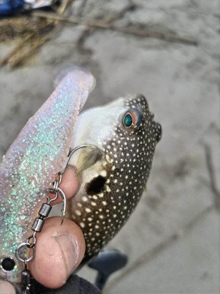 日が暮れてヒラセイゴ釣れる。