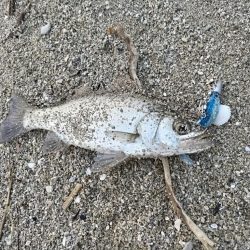 夕マズメ短時間釣行。