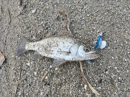 夕マズメ短時間釣行。