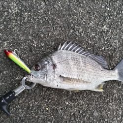 トップでキビレが釣れました!