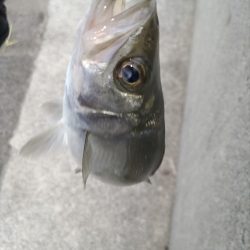 癒しのヒラセイゴ釣り