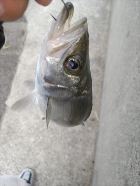 癒しのヒラセイゴ釣り