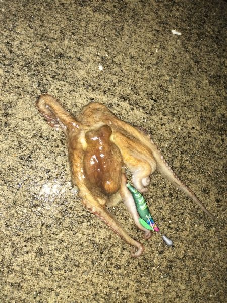 オクトパッシング①