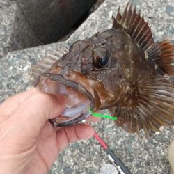 自己最大ガシラ