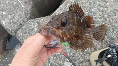 自己最大ガシラ