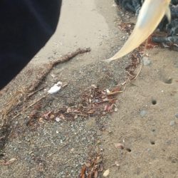 ピンギス数釣り