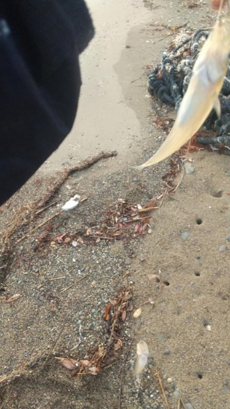 ピンギス数釣り