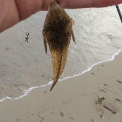 チビキスばかり…