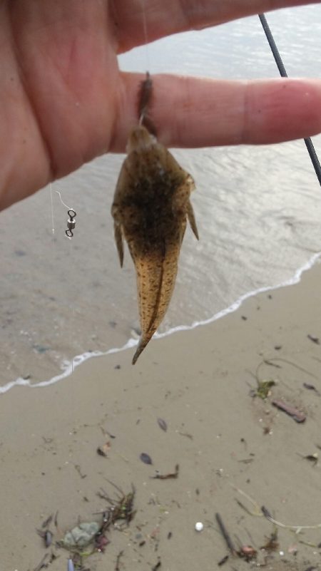 チビキスばかり…