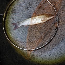 苦戦中です(^^;)