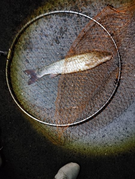 苦戦中です(^^;)