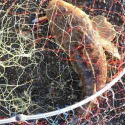 キジハタ2匹！マゴチ１匹！