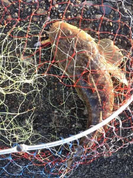 キジハタ2匹！マゴチ１匹！