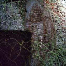 コウイカ1杯!ミミイカ1杯!