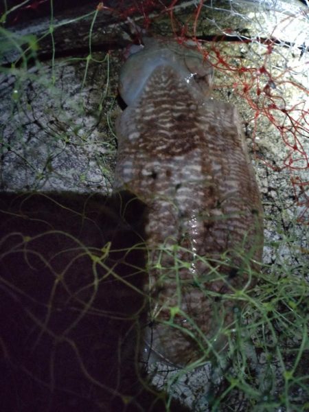 コウイカ1杯!ミミイカ1杯!