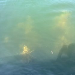 キジハタ1匹(お)