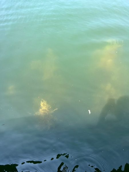 キジハタ1匹(お)