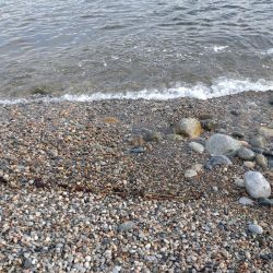 キジハタ1匹!カサゴ1匹!