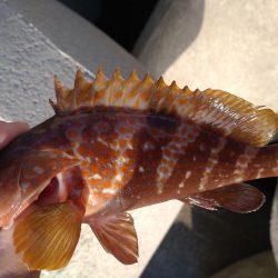 キジハタ、小サバ