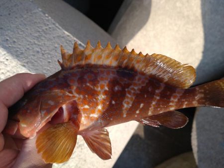 キジハタ、小サバ