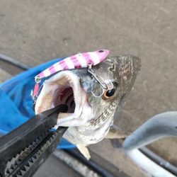 ニューリール鱗付け釣行