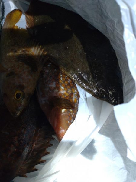 キジハタ、ヒラメ