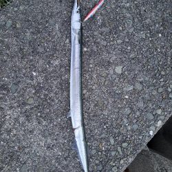 ショアジギングからアジング