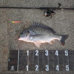 青物こない( ´･ω･`)