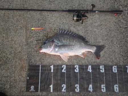 青物こない( ´･ω･`)