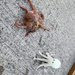 タコ狙い🐙ふ