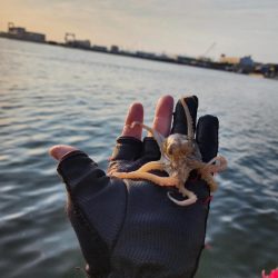 オクトパッシング🐙