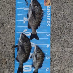 紀州釣りに挑戦しました🙋