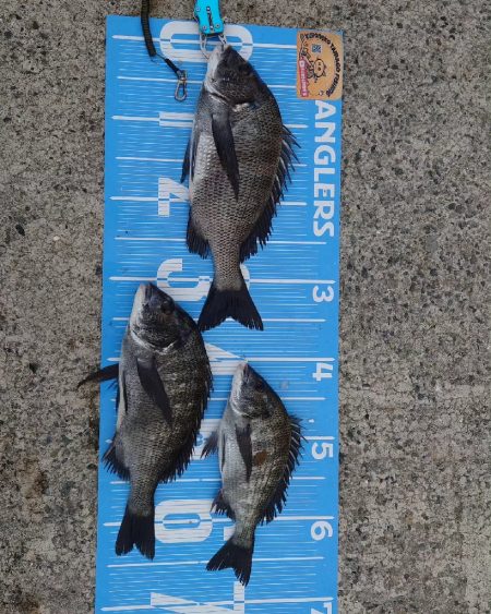 紀州釣りに挑戦しました🙋