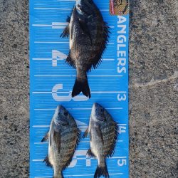 紀州釣りに挑戦🙋