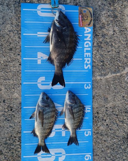 紀州釣りに挑戦🙋