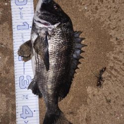 サーフチニング