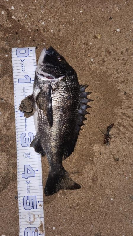 サーフチニング