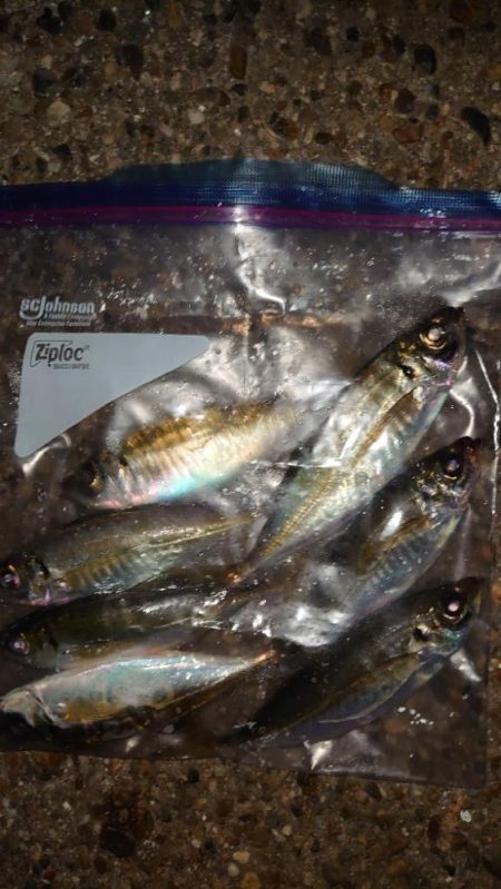 てっきり居着き鯵かと思いきや！？