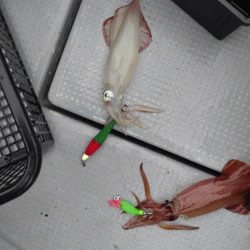 初めてのイカメタル！