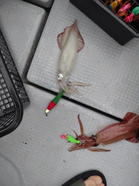 初めてのイカメタル！